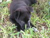 Donny the Border Collie Puppy