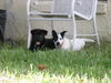 Donny the Border Collie Puppy