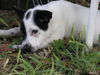 Marie the Border Collie Puppy 