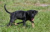Solo the Sweet Little Girl
