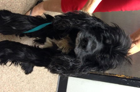 Harley the Cocker Spaniel