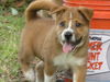 Beethoven the Border Collie Puppy