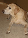 Martok the Senior Lab