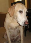 Martok the Senior Lab