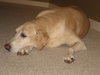 Martok the Senior Lab