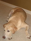 Martok the Senior Lab