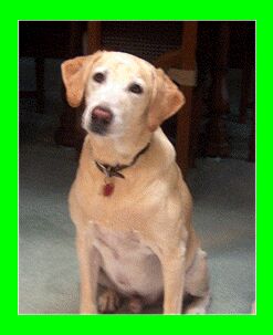 Martok the Senior Lab
