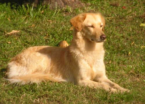 Dell the Golden Retriever