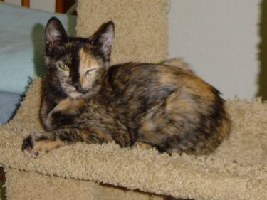 Camo the Tortoiseshell Kitten