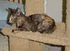 Camo the Tortoiseshell Kitten