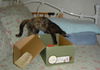 Camo the Tortoiseshell Kitten