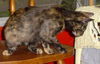 Camo the Tortoiseshell Kitten