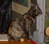 Camo the Tortoiseshell Kitten