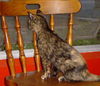 Camo the Tortoiseshell Kitten