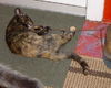 Camo the Tortoiseshell Kitten