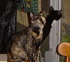 Camo the Tortoiseshell Kitten