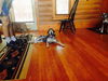 Geraldine the Bluetick Hound