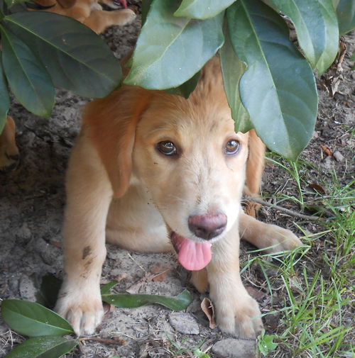 Penny the Big Bang Theory Pup