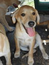 Raj the Big Bang Theory Pup