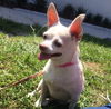 Sophia the Tail Waggin' Chi