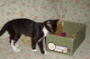Shadow the Booted Kitten