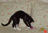 Shadow the Booted Kitten