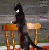 Shadow the Booted Kitten