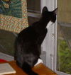 Shadow the Booted Kitten