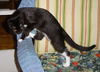 Shadow the Booted Kitten