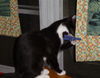 Shadow the Booted Kitten