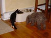 Shadow the Booted Kitten