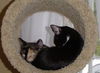 Shadow the Booted Kitten