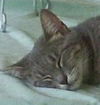 Sassie the Tiger
