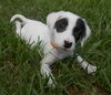 Alice the Princess Pup