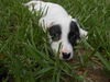 Alice the Princess Pup