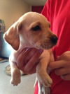 Cinderella the Princess Pup