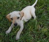 Cinderella the Princess Pup