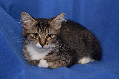 Rose the Kitten