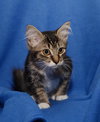 Rose the Kitten