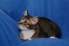 Rose the Kitten