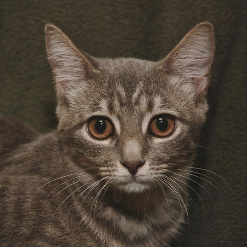 Willow