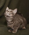 Willow