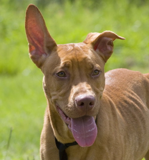 Rigby