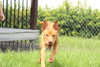 Rigby
