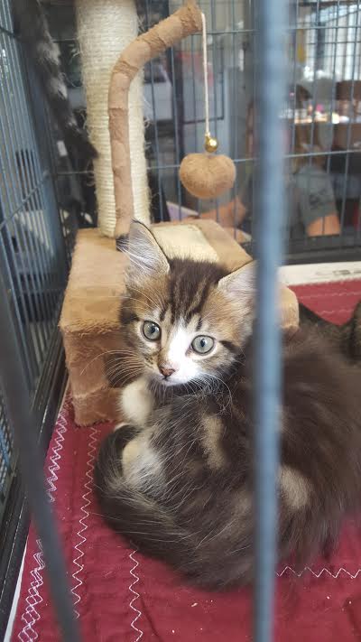 Finnegan