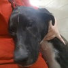 Maxwell the Brindle Beauty