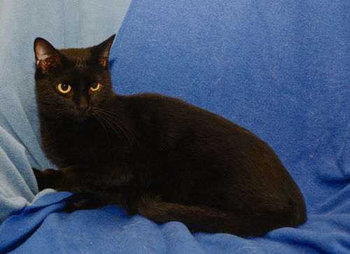 Gilbert