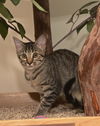 Athena