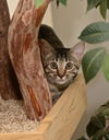 Athena