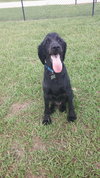 Huck